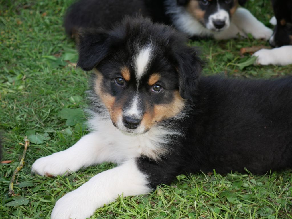 Au Bois De Coeur - Berger Australien - Portée née le 06/04/2018